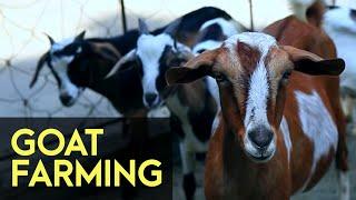 Goat Farming - FULL Version | Agribusiness How It Works