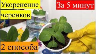 Как сэкономить на рассаде? Укореняем черенки петунии! Из 1 куста делаем 10!