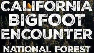 ANOTHER BIGFOOT ENCOUNTER FROM CALIFORNIA | THE CREATURE MOVED LIKE A SHADOW IN THE MOON-LIT NIGHT!