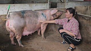 Caring for pregnant sows about to give birth. Working in the fields to grow rice. ( Ep 338 )