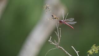 Wasp attack on dragonfly