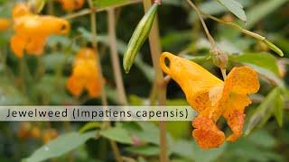 Jewelweed (Impatiens capensis)