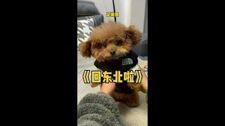 期待多多的东北回乡之旅… #萌宠出道计划 #王多多 #德邦快递春节不休 #年货发德邦心意回家乡