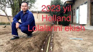 2023 yil Holland Lolalarini ekish 1