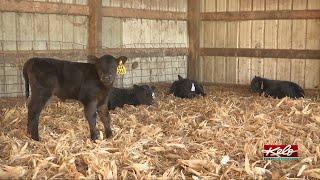 Winter weather causing challenges for calving