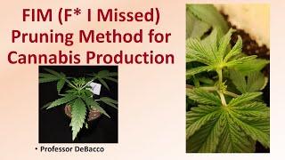 FIM F I Missed Pruning Method for Cannabis Production