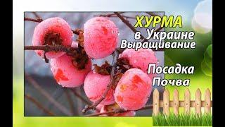 Хурма Сорт Бычье Сердце ►Посадка Саженца в Открытый Грунт►Почва Для Хурмы
