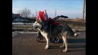 Воспитание и тренировка выносливости аляскинского маламута. Продолжение.