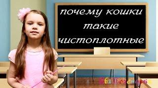 ЕваПочемучка - почему кошки такие чистоплотные