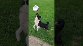 Border Collie loves the deflated volleyball