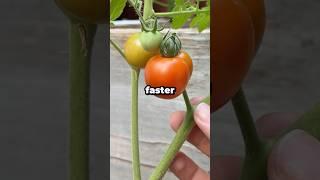 Why Are Cherry Tomatoes Better Than Larger Tomatoes? #shorts