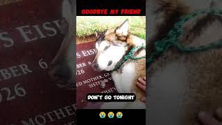 Good bye my friend ! #videosad  #dog #bruninoxl #viral #loveisgone #sad