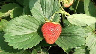 EZ Strawberry propagation into hanging baskets Alberta Urban Garden