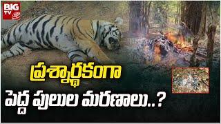 ప్రశ్నార్థకంగా పెద్ద పులుల మరణాలు..? | Tigers Missing in Adilabad Forest | Big Tv Telugu