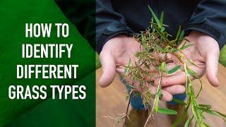 How to Identify Different Grass Types