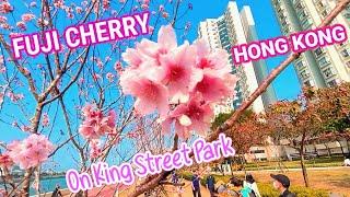 Cherry Blossom | On King Street Park | Hong Kong | Walking Tour