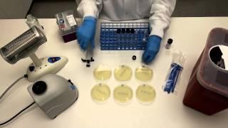 How to Perform Serial Dilutions in Microbiology