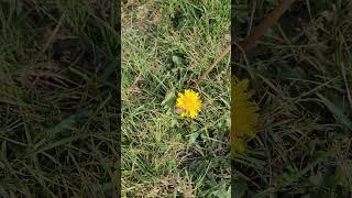 DANDELIONS IN NOVEMBER