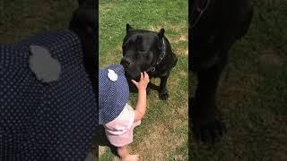 Giant CANE CORSO dog shows teeth to child