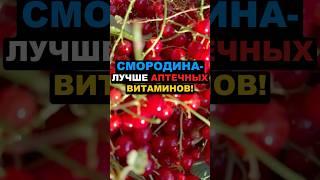 Смородина - лучше аптечных витаминов! #смородина #ягоды #здоровье #рецепты #похудение #еда #пп