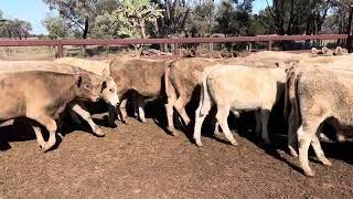 Creagh Cattle Eu Charolais cross steers. 21/7/23