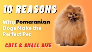 Top 10 Reasons Why Pomeranian Dogs Make the Perfect Pet
