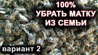 Как найти матку. 100% способ убрать матку из семьи. вариант 2.