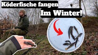 KÖDERFISCHE fangen im Winter [ Vorbereitungen für den nächsten Zander - Ansitz ]