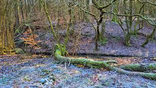 Release stress and relax under the pleasant murmur of a stream in the forest. Total Relaxation.