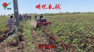 chilli harvest machine