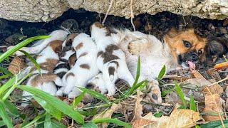 LTT Animal || Urgent Rescue: Mother Dog & Pups Saved from Rock Crevice 