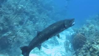 Barracuda Devours Lionfish