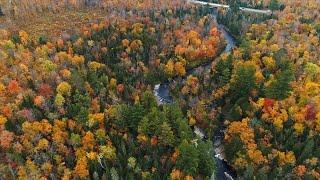 Visit Michigan Tech’s Ford Forest: Our Living Lab