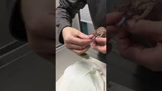 Chameleon Opening the Mouth - Winrose Animal Hospital