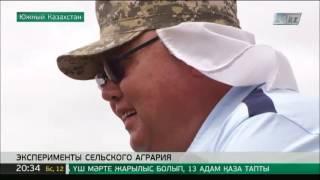 Сельчанин из ЮКО успешно выращивает заморские сорта винограда