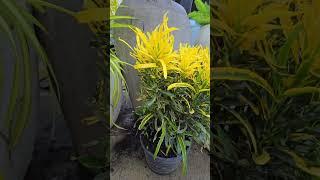 Bright & Bold: Stunning Croton Plant for Your Garden | Creative Gardens & Plants