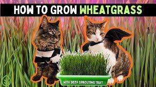 How to grow Wheatgrass (Cat Grass) at Home without Soil : Easy Guide