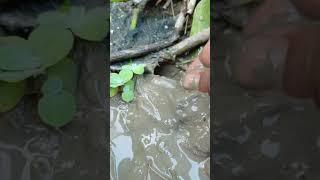 Amazing jungle fishing #handfishing#fishingmud#Shorts