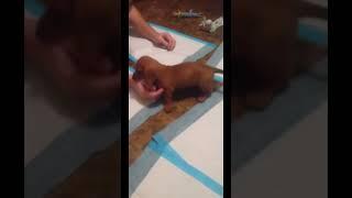 FIESTIEST MINI DOXIE EVER! #dog #doglover #dachshund #sausagedog #shorts