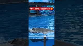 Killer Whale Intense Fast Break Swim!!! #seaworld #orcaencounter #orca