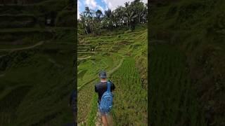 Views from above the #Bali rice terraces.