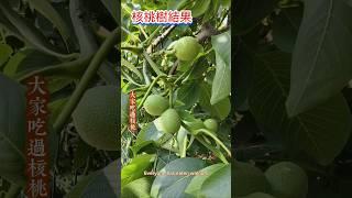 原來核桃葉子是甜味曬乾可以當書簽