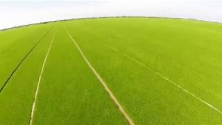 Flycam paddy rice footage free #paddyrice #footagefree