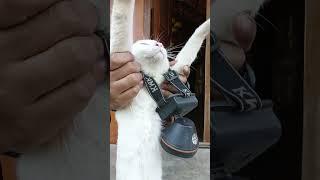 #cat.