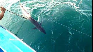 LONGLINE//MONSTER KING FISH CATCHING AT OFFSHORE