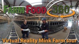 360 Mink farm tour