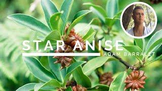 Star Anise - The Oil of Deep Mystery