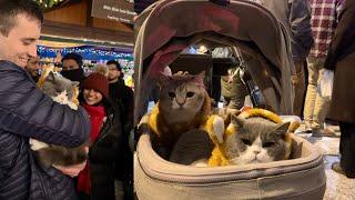 Cats Spread Smiles at Chicago’s Christmas Market @PawSwing