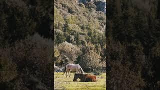 [PointFOOTAGE] Animals - Horse brown and white couple resting in hillside - Vertical XFS - 6520520