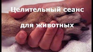 Запись целительного сеанса для животных